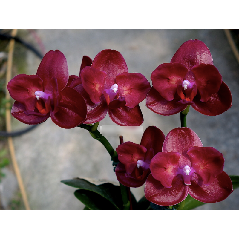 Sohilda Yero rosskazi jinsiy aloqa